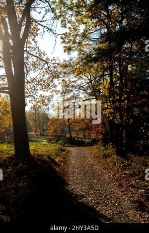 Stretto sentiero escursionistico attraverso il paesaggio autunnale in Austria Foto Stock
