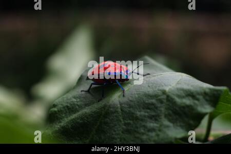 Macro shot di una femmina di cotone harlequin bug su una foglia Foto Stock