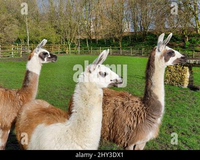 Primo piano di tre Llamas in piedi in un grande parco verde allo zoo Foto Stock