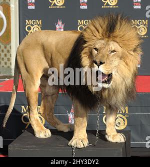 Leo il Leone partecipa al Metro-Goldwyn-Mayer per festeggiare i 90th anni con Sylvester Stallone e il presidente e CEO di MGM Gary Barber che si unisce a Leo il Leone alla sua cerimonia di stampa Paw al TCL Chinese Theatre di Hollywood, California, il 22 gennaio 2014. Foto Stock