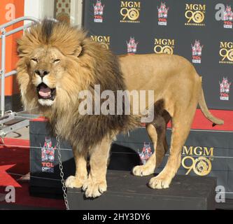 Leo il Leone partecipa al Metro-Goldwyn-Mayer per festeggiare i 90th anni con Sylvester Stallone e il presidente e CEO di MGM Gary Barber che si unisce a Leo il Leone alla sua cerimonia di stampa Paw al TCL Chinese Theatre di Hollywood, California, il 22 gennaio 2014. Foto Stock