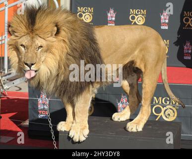 Leo il Leone partecipa al Metro-Goldwyn-Mayer per festeggiare i 90th anni con Sylvester Stallone e il presidente e CEO di MGM Gary Barber che si unisce a Leo il Leone alla sua cerimonia di stampa Paw al TCL Chinese Theatre di Hollywood, California, il 22 gennaio 2014. Foto Stock