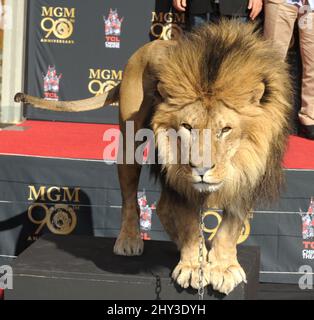 Leo il Leone partecipa al Metro-Goldwyn-Mayer per festeggiare i 90th anni con Sylvester Stallone e il presidente e CEO di MGM Gary Barber che si unisce a Leo il Leone alla sua cerimonia di stampa Paw al TCL Chinese Theatre di Hollywood, California, il 22 gennaio 2014. Foto Stock