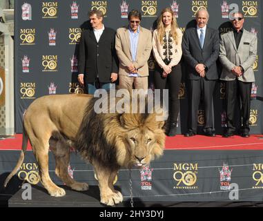 Leo il Leone Paw Prints, Sylvester Stallone e Gary Barber partecipa al Metro-Goldwyn-Mayer dando il via alla loro celebrazione di 90th anni con Sylvester Stallone e il presidente e CEO di MGM Gary Barber che si unisce a Leo il Leone alla sua cerimonia di stampa Paw al TCL Chinese Theatre di Hollywood, California, il 22 gennaio 2014. Foto Stock