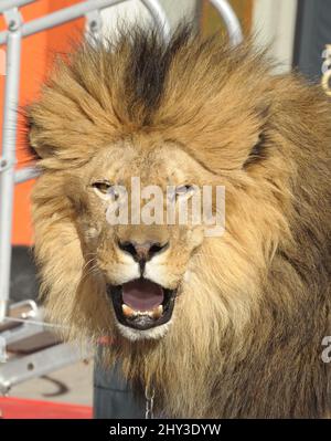 Leo il Leone partecipa al Metro-Goldwyn-Mayer per festeggiare i 90th anni con Sylvester Stallone e il presidente e CEO di MGM Gary Barber che si unisce a Leo il Leone alla sua cerimonia di stampa Paw al TCL Chinese Theatre di Hollywood, California, il 22 gennaio 2014. Foto Stock