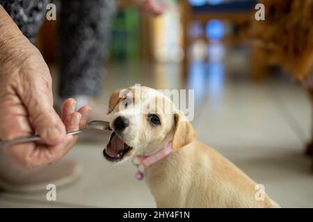 Primo piano di un simpatico cucciolo Jack Russel che mangia da un cucchiaio Foto Stock