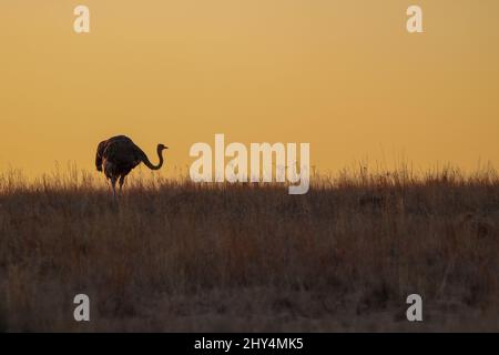 Profilo struzzo al tramonto, Parco Nazionale Kruger Foto Stock