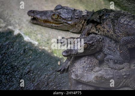 Coccodrilli giovani riposati sulle rocce durante il giorno a Cocodrilario la Manzanilla, Jalisco, Messico Foto Stock