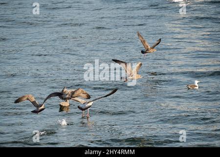 Piccolo gregge di uccelli marini che volano sul mare mentre altri nuotano in una giornata di sole Foto Stock