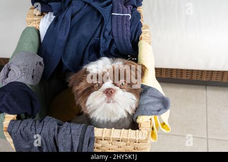 Cucciolo Shih tzu all'interno di un cesto di biancheria e di fronte alla macchina fotografica. Foto Stock