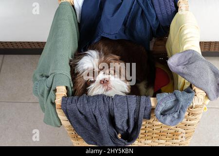 Cucciolo Shih tzu che giace all'interno di un cesto per la lavanderia e fissando la macchina fotografica. Foto Stock