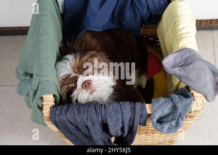 Shih tzu cucciolo svegliarsi all'interno di un cesto di biancheria e fissarsi alla macchina fotografica. Foto Stock