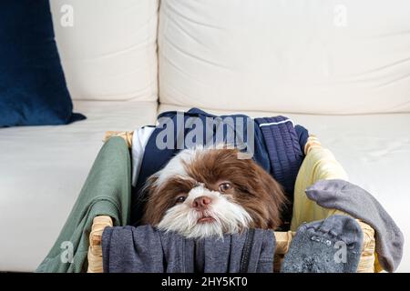 Shih tzu cucciolo svegliarsi all'interno di un cesto di biancheria e fissarsi alla vista camera laterale. Foto Stock