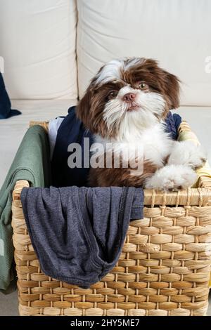 Cucciolo Shih tzu all'interno di un cesto per la biancheria, con il corpo girato lateralmente e rivolto verso la macchina fotografica. Foto Stock