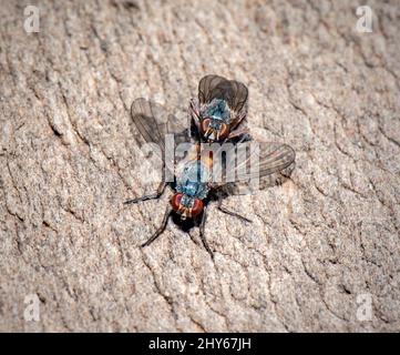 Due Flies che si accoppiano su Una Garden Fence a marzo, nel Regno Unito. Inizio primavera Foto Stock