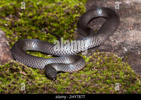 occhi di serpente perforanti la lingua