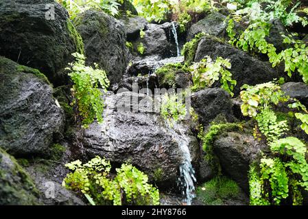 Bellissimo colpo d'acqua che scorre su pietre sopraffolte di muschio e piante Foto Stock