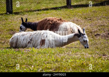 Il simpatico primo piano di lama seduto sul terreno erboso allo zoo Foto Stock