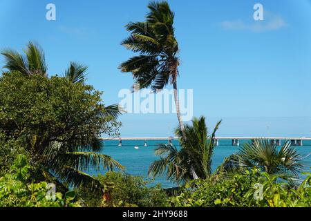 Palme che si affacciano sullo splendido oceano blu al Bahia Honda state Park, Big Pine Key, Florida, U.S.A Foto Stock