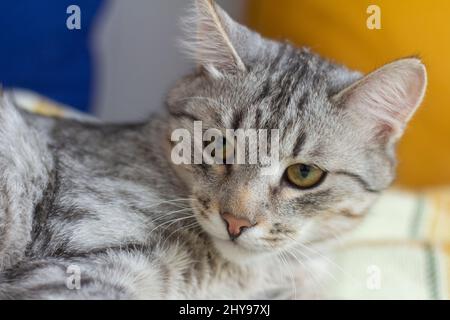 Un gatto grigio dai capelli lisci si trova sul divano Foto Stock