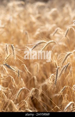 Rye, Wallowa Valley, Oregon. Foto Stock