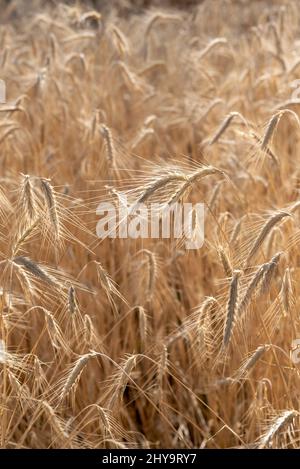Rye, Wallowa Valley, Oregon. Foto Stock