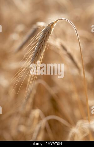 Rye, Wallowa Valley, Oregon. Foto Stock