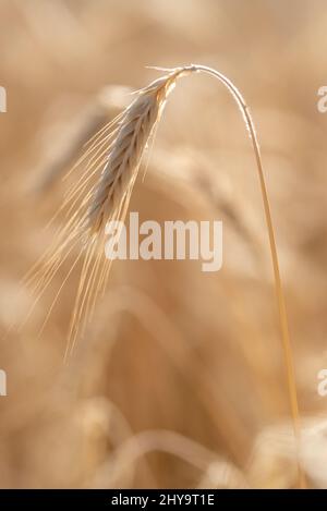 Rye, Wallowa Valley, Oregon. Foto Stock