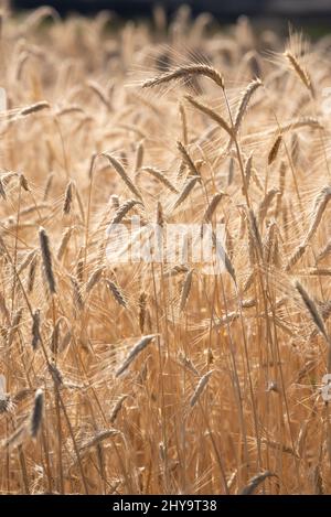 Rye, Wallowa Valley, Oregon. Foto Stock