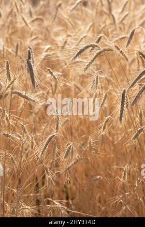 Rye, Wallowa Valley, Oregon. Foto Stock