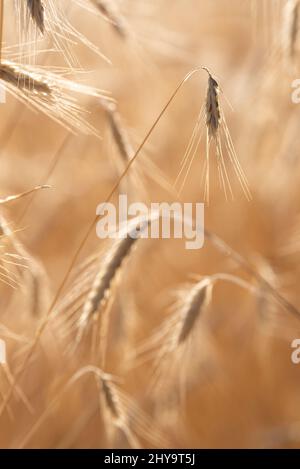 Rye, Wallowa Valley, Oregon. Foto Stock