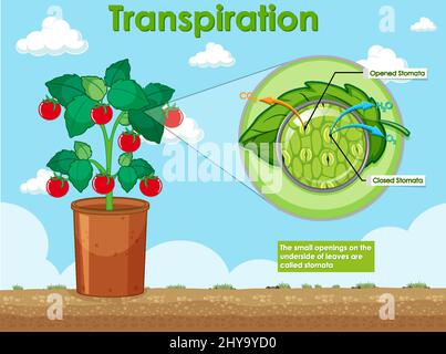 Diagramma che mostra la traspirazione in impianti illustrazione Illustrazione Vettoriale