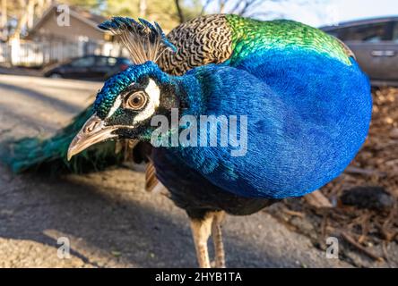 Curioso pavone indiano al Yellow River Wildlife Sanctuary vicino Atlanta a Lilburn, Georgia. (USA) Foto Stock