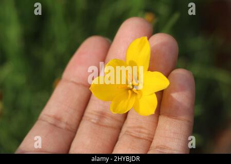 Giglio di pioggia giallo, Zephyranthes citrina giglio di pioggia, questo è un genere di giglio di pioggia.questo è un fiore di stagione che fiorisce nella stagione di pioggia. Foto Stock