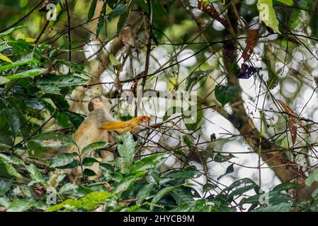 Ecuadorian squirrel monkey on top of a tree in the Amazon rainforest Stock Photo