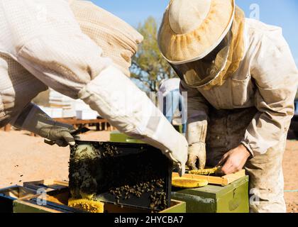 Primo piano di apicoltori che lavorano con alveari Foto Stock