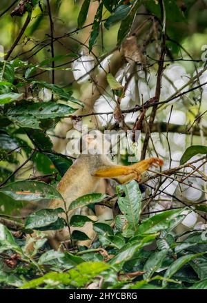 Scimmia scoiattolo ecuadoriana in cima ad un albero nella foresta amazzonica Foto Stock