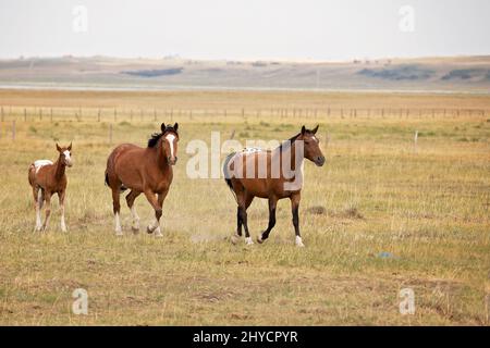 Due cavalli con un colt marrone e bianco trotto in un pascolo estivo Foto Stock