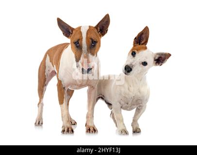 jack russel terrier e bull terrier di fronte a sfondo bianco Foto Stock