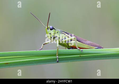 Vasta palude grasshopper, Stethophyma grossum Foto Stock