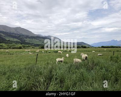 Bella vista paesaggio di pecore Charollais pascolo in erba verde e alberi con un cielo nuvoloso Foto Stock