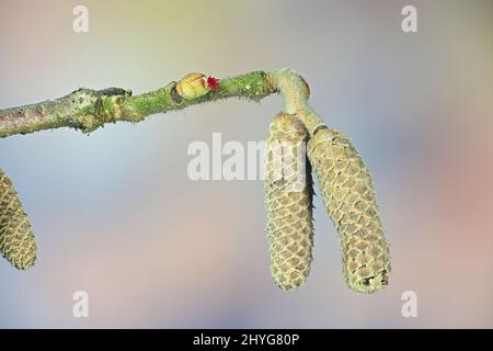 Haxel, Corylus avellana, polline e fiori Foto Stock