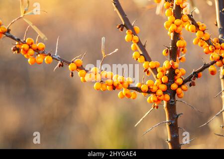 Bacche di buckhorn di mare mature su un ramo al sole Foto Stock