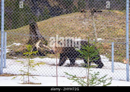 Orso marrone, Ursus arctos, in Cumberland Wildpark a Grunau im Almtal, Austria superiore, 23 febbraio 2022. (CTK Photo/Libor Sojka) Foto Stock