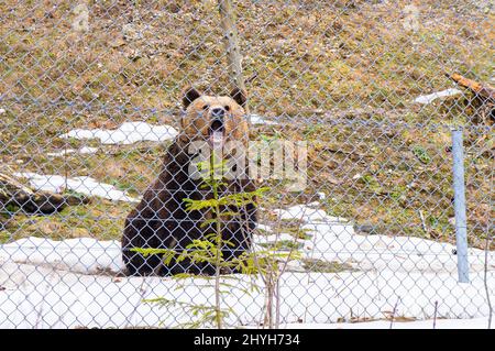 Orso marrone, Ursus arctos, in Cumberland Wildpark a Grunau im Almtal, Austria superiore, 23 febbraio 2022. (CTK Photo/Libor Sojka) Foto Stock