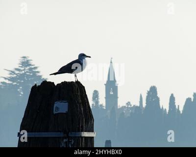 Primo piano di un gabbiano in piedi su un tronco di albero tagliato a Venezia, Italia Foto Stock