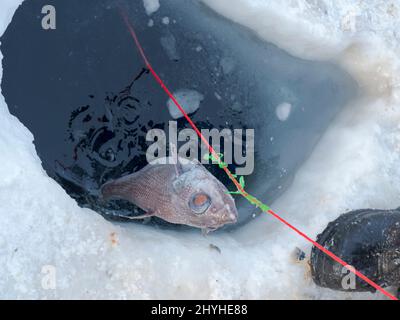 Pescatore sul ghiaccio marino di un fiordo che utilizza una palangaro, specie è Coryphaenoides Mediterraneus. Pesca durante l'inverno nei pressi di Uummannaq nel nord di Westgr Foto Stock