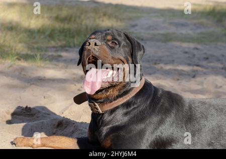 Ritratto di un cane sdraiato sulla sabbia all'esterno. Un grande cane Rottweiler nero Foto Stock