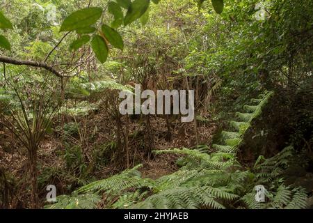 La scarsità di foresta subtropicale della pianura densa in un giorno d'estate piovoso in Queensland, Australia. Felci d'albero, Cyathea cooperi, foglie cadute. Foto Stock