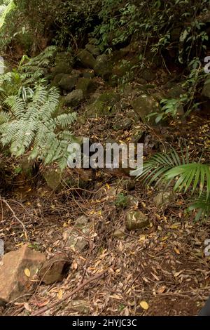 Guardando giù in un burrone nella foresta sub-tropicale della pianura in una giornata di estate piovosa nel Queensland, Australia. Felci d'albero, Cyathea cooperi, foglie cadute. Foto Stock